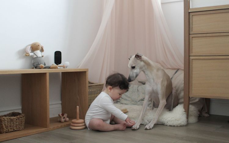 A baby and a dog play together while an ecobee SmartCamera looks on.