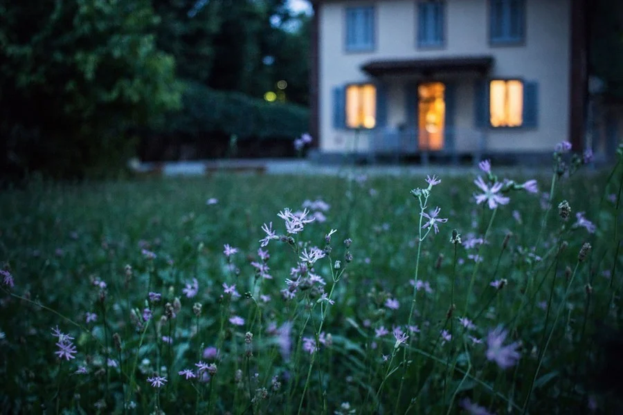 Purple flowers with well-lit house in background