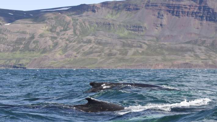 Whale Watching from Akureyri