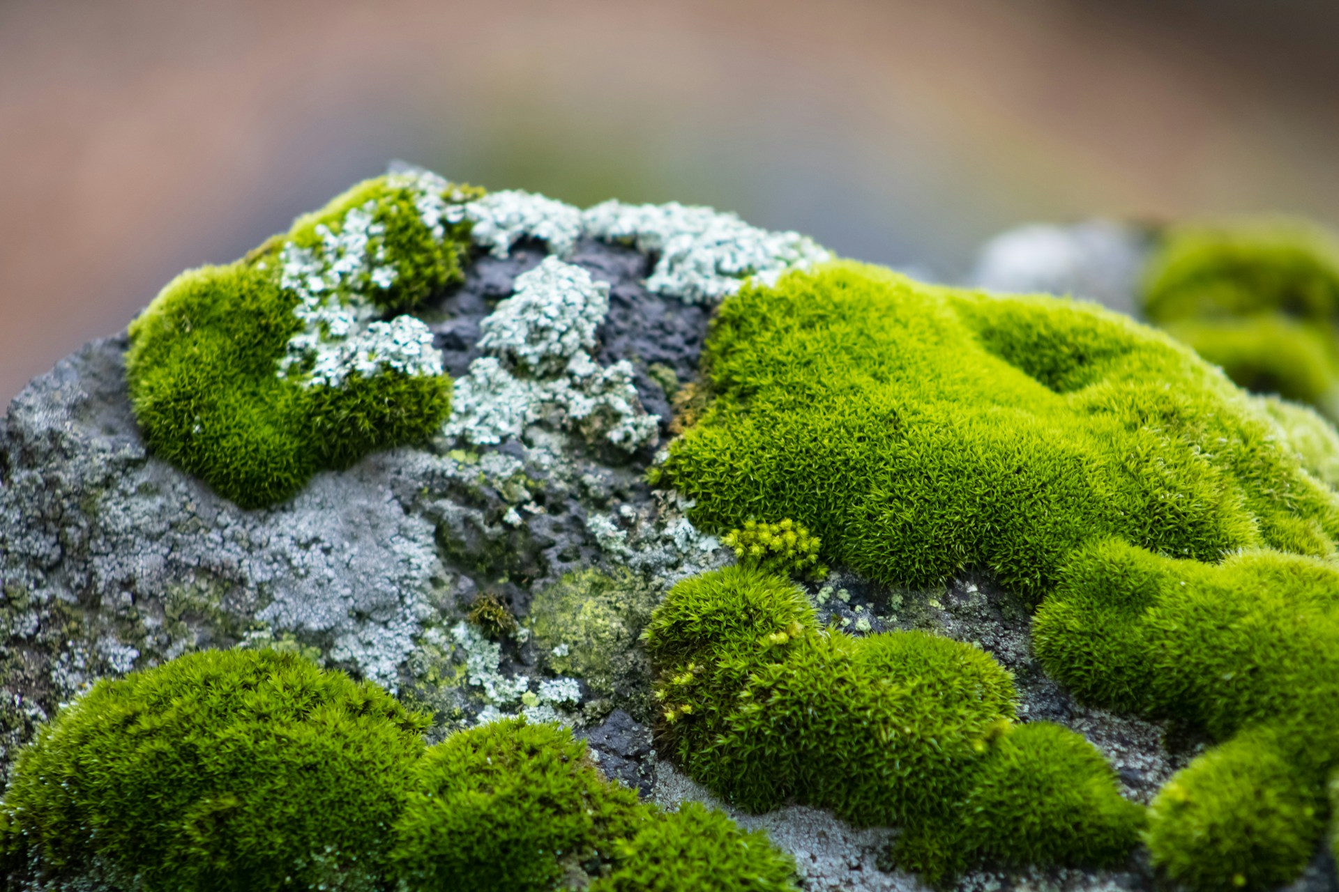 Icelandic Nature