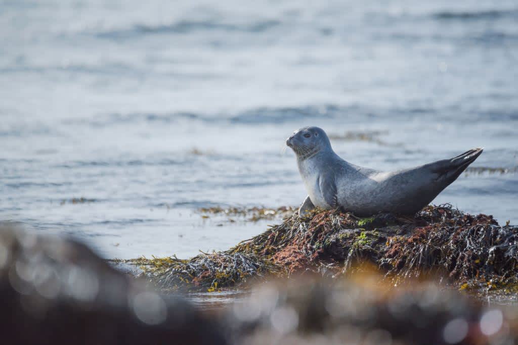 Snaefellsnes Seal