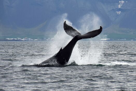 RE blogs-Whale Watching SpecialToursIceland8