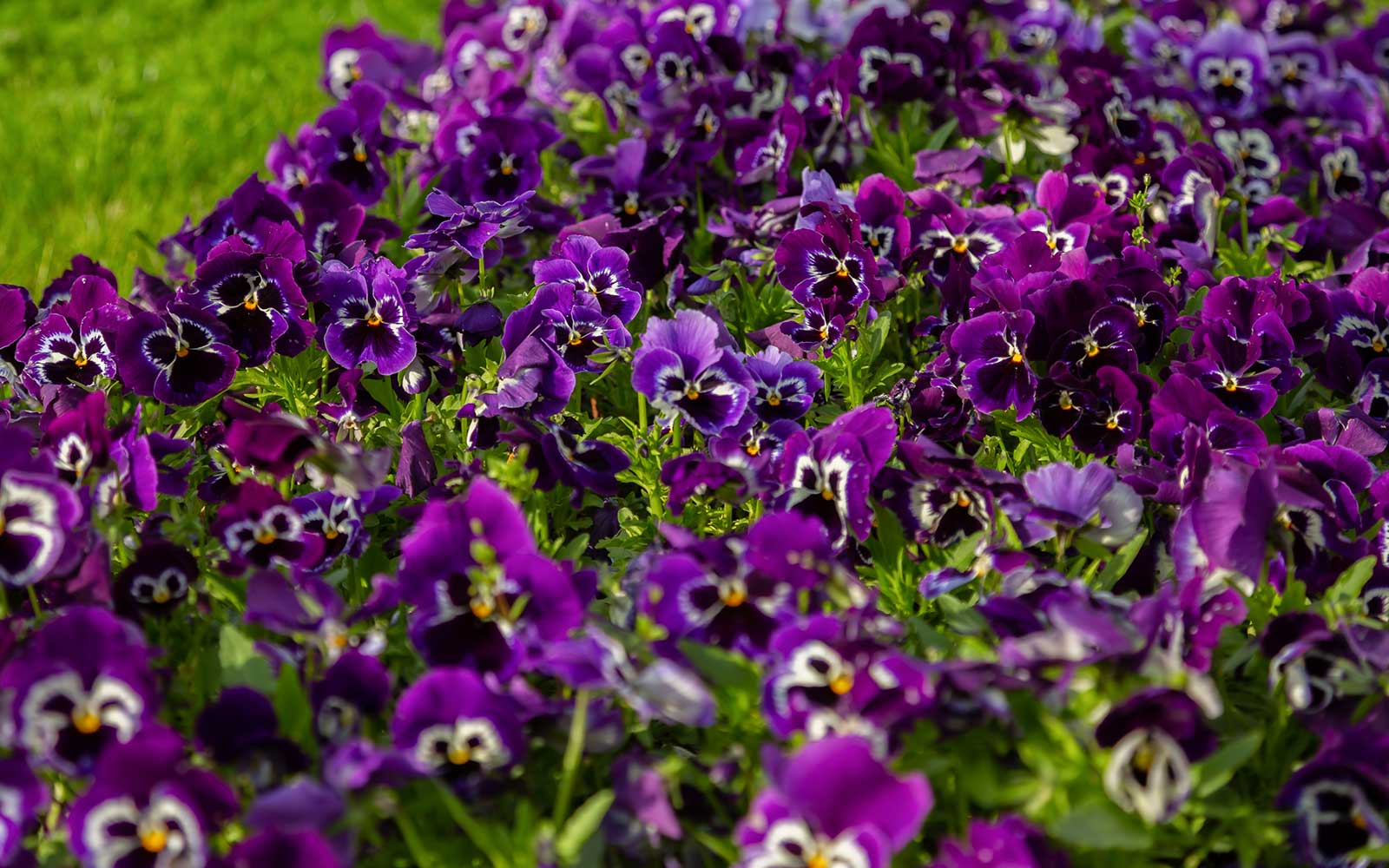 Санаторий Бирюза Сочи парковая зона - растения Санаторий Бирюза Сочи парковая зона - растения