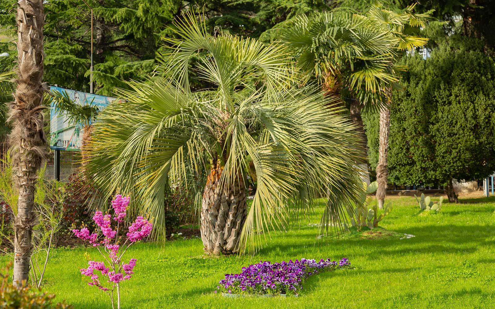 Парковая территория санатория Бирюза Парковая территория санатория Бирюза