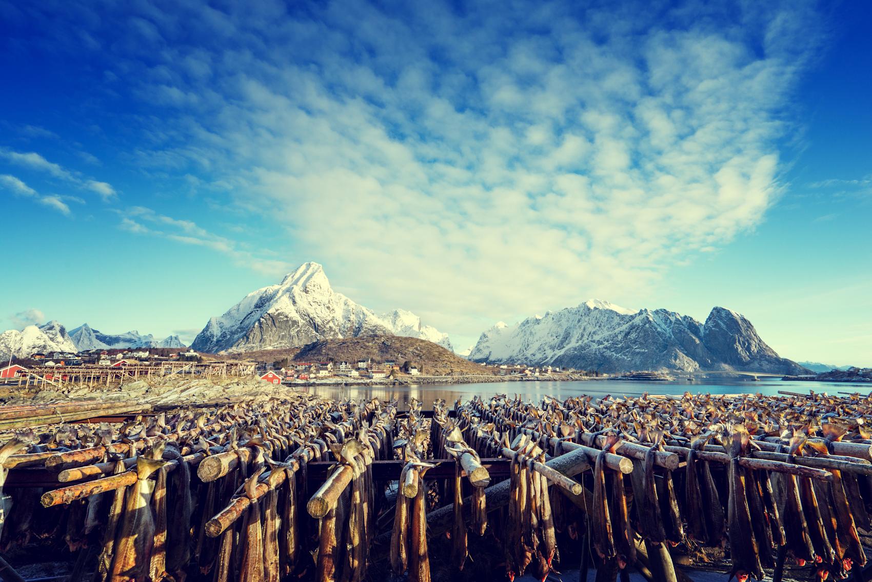Fiske og hvalsafari i Lofoten