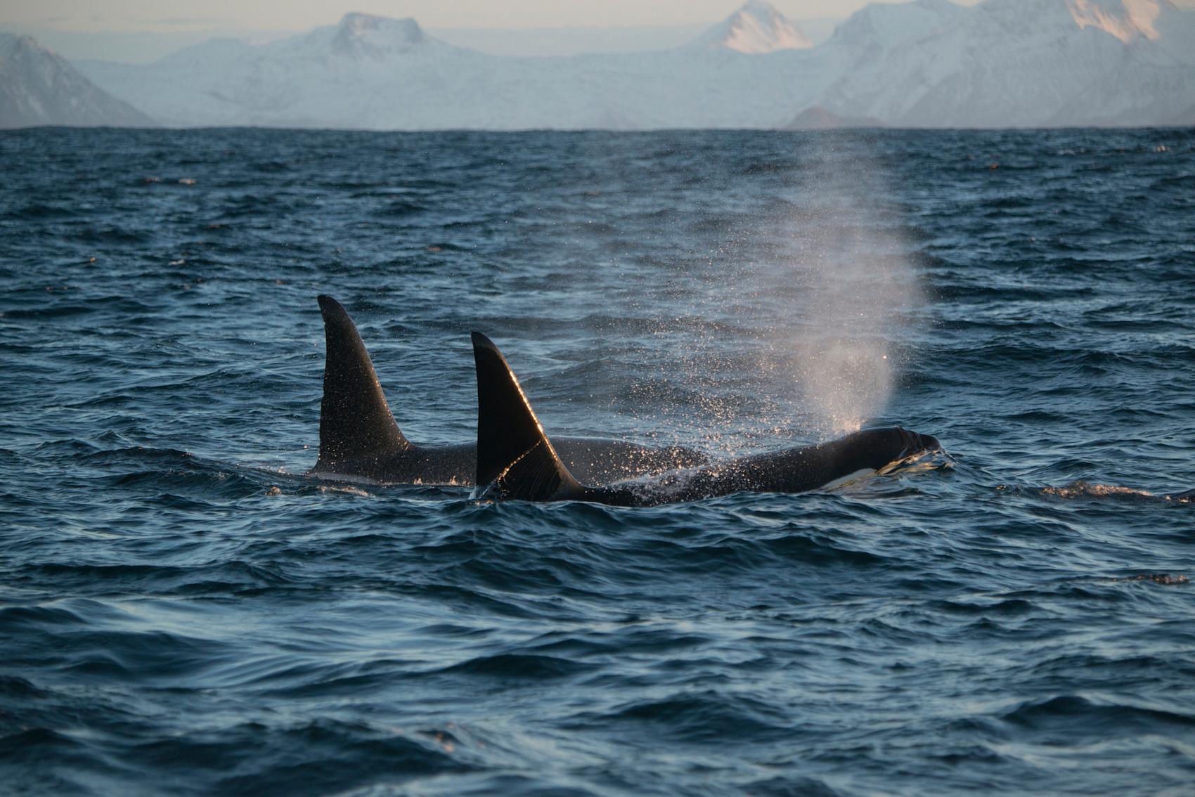 Hvalsafari og fiske i Vesterålen
