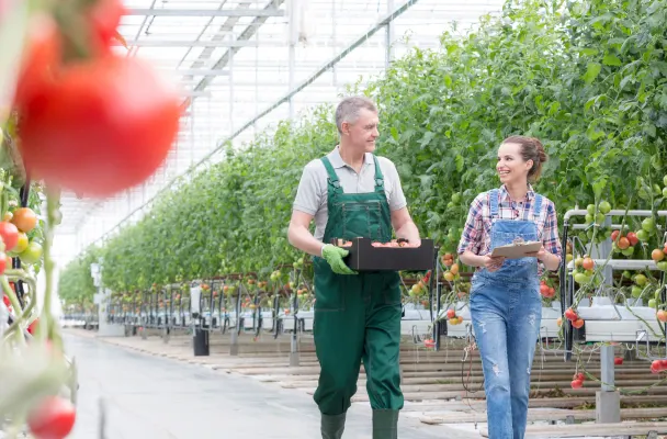Two agriculture employees carrying produce, in overalls, walk through an large-scale greenhouse filled with tomatoes