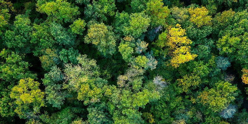 group of green trees