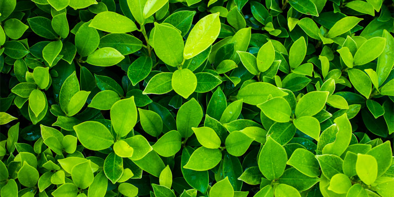 bunch of green leaves