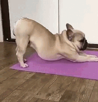 dogstretch