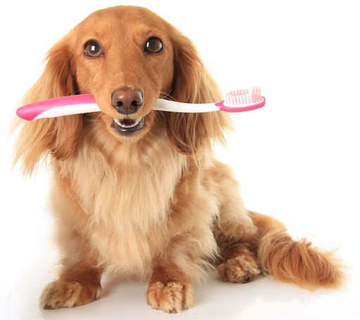 Dog holding a toothbrush in its mouth