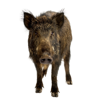 Picture of a while boar