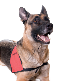 Therapy dog with vest