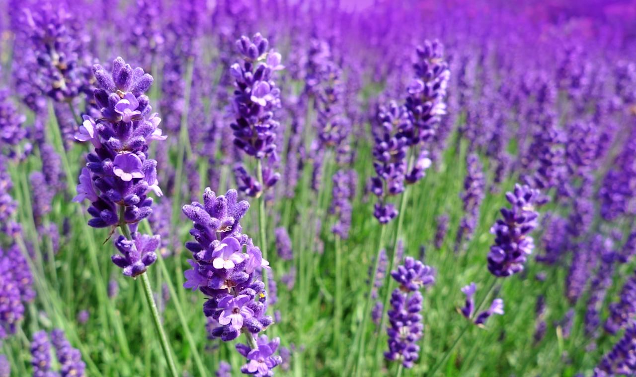 justbobbi_Diary_Aromatherapy_03