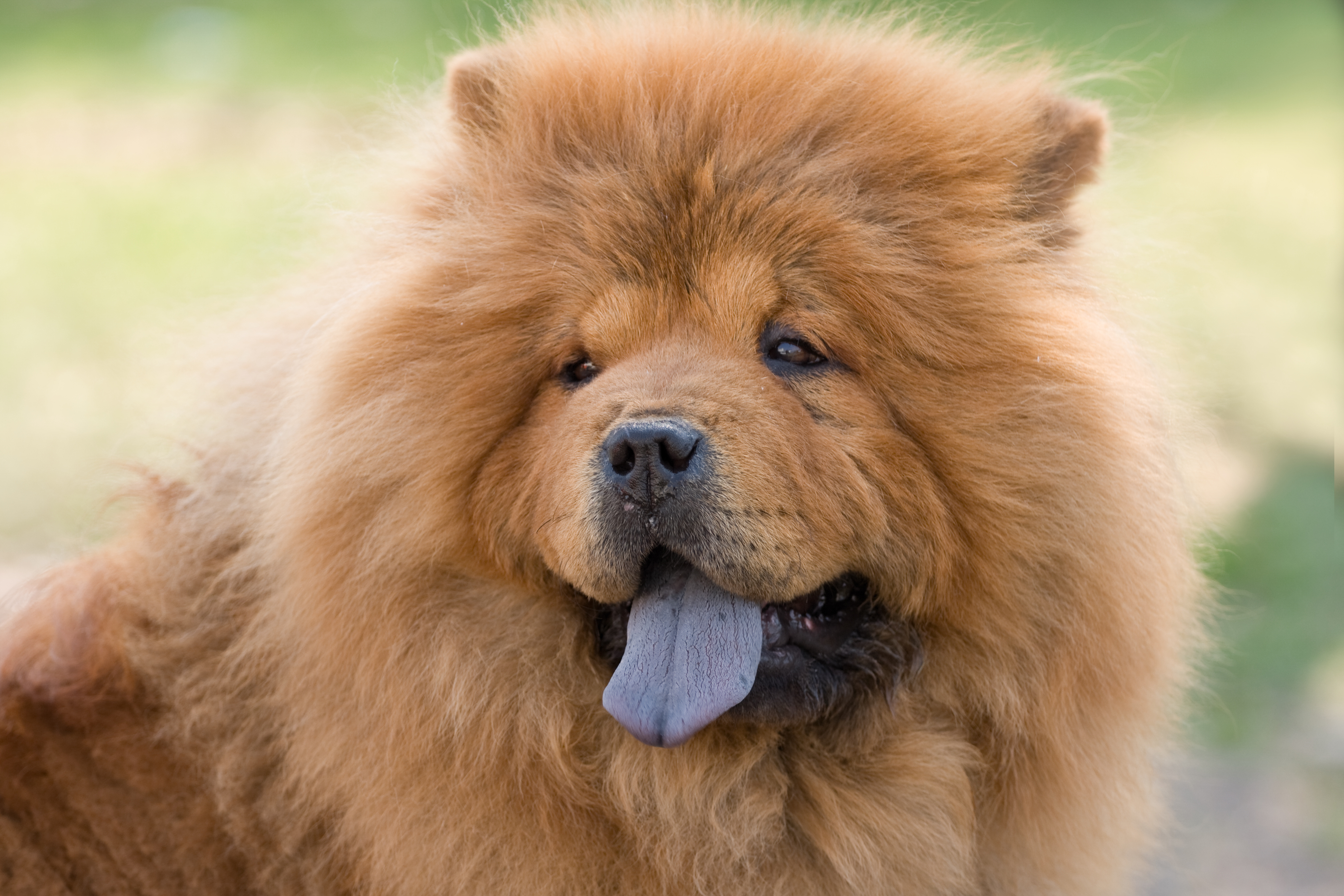 Chow chow shop breeders pacific northwest