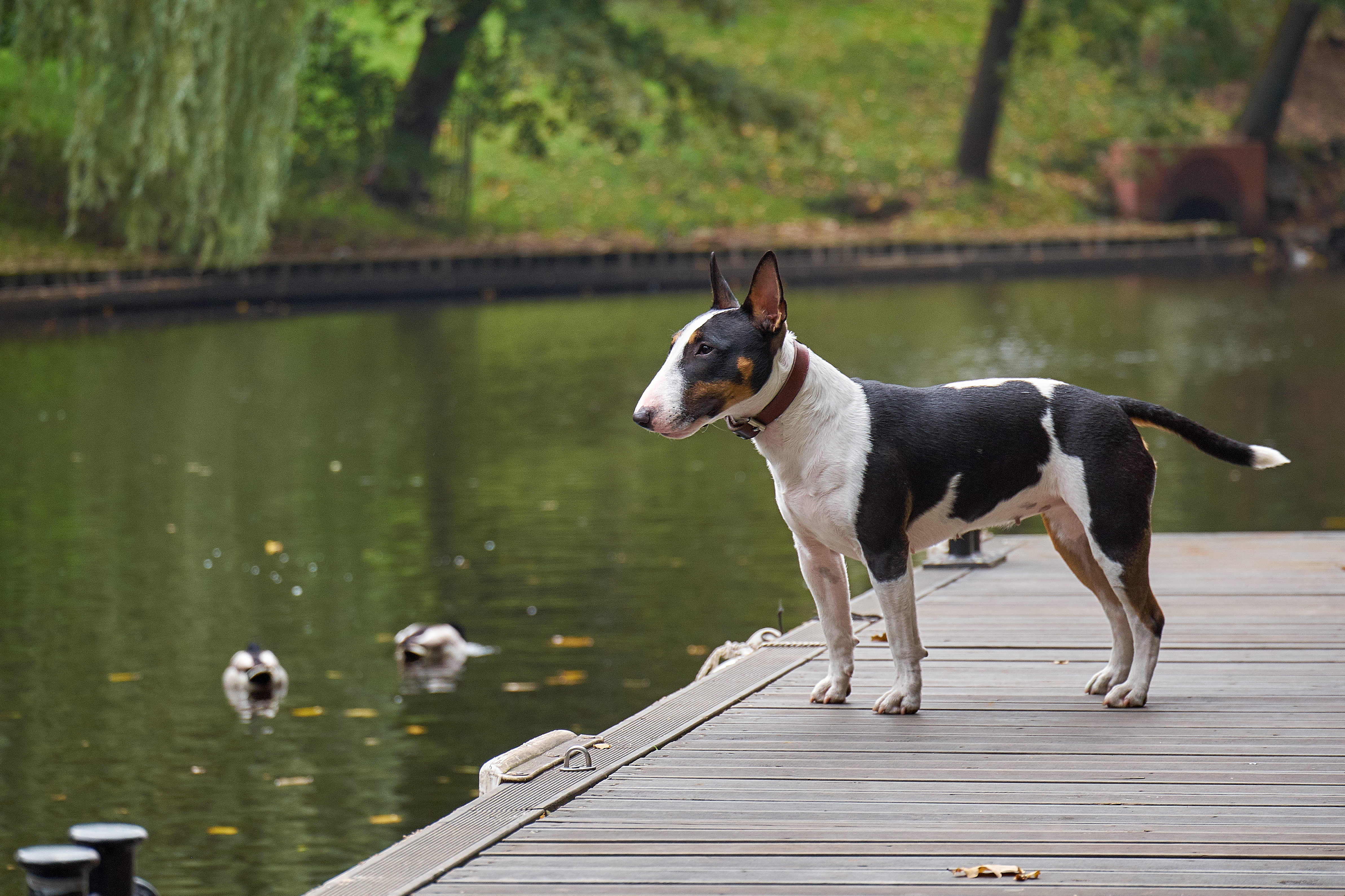 Bull sales terrier training