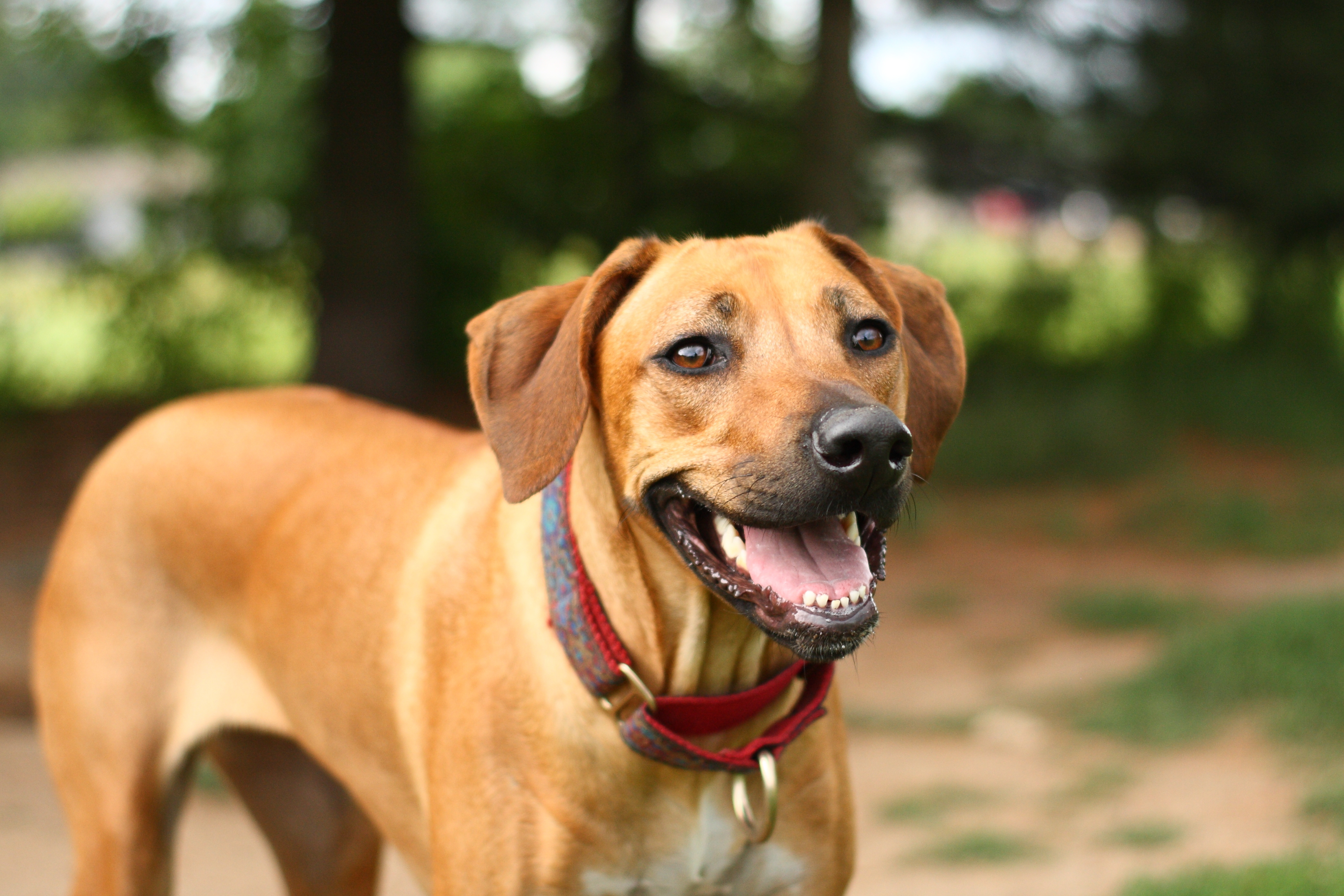 Rhodesian ridgeback hot sale service dog