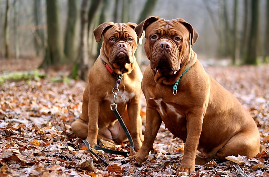 Top 10 quietest store dogs