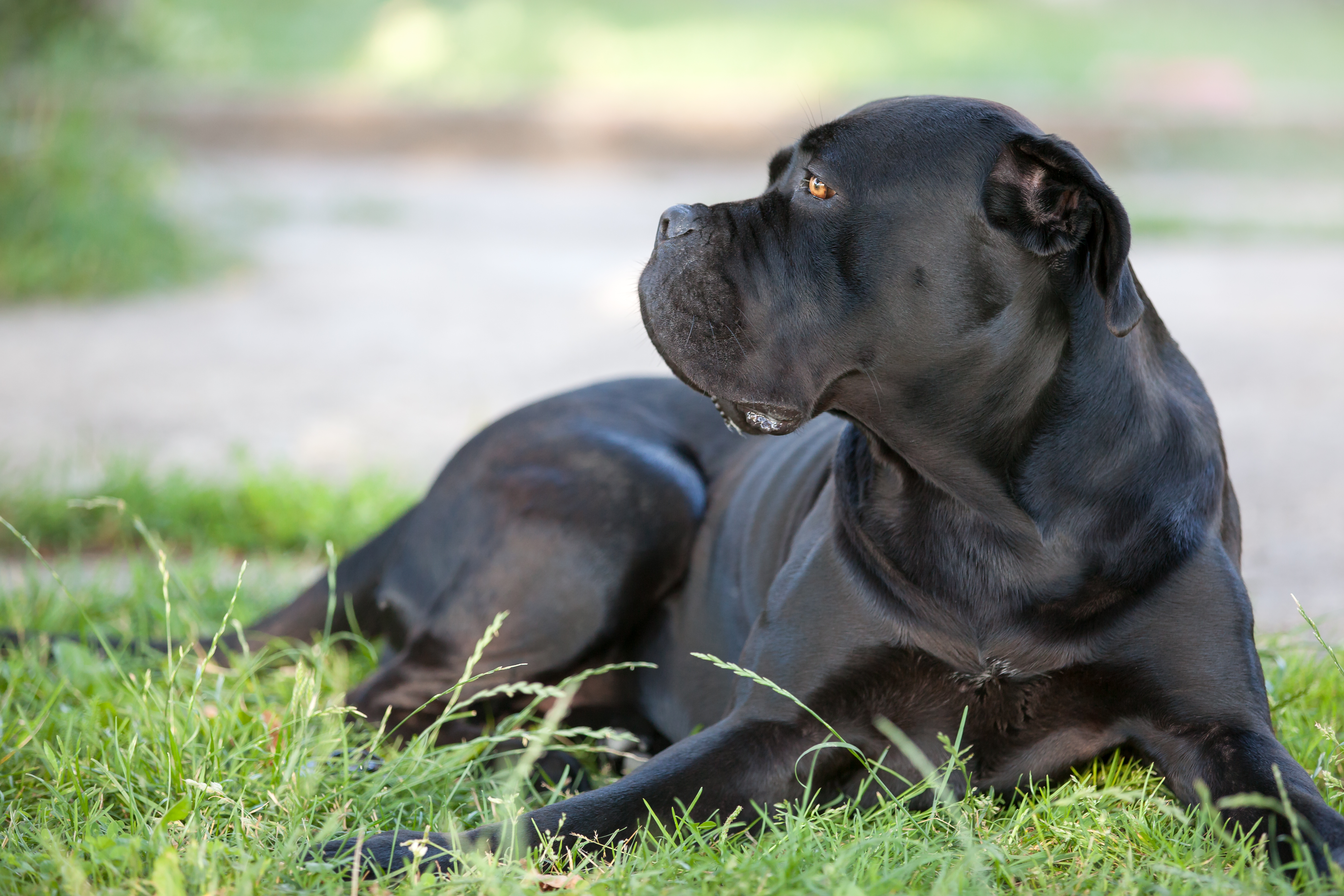 Cane corso hot sale food allergies