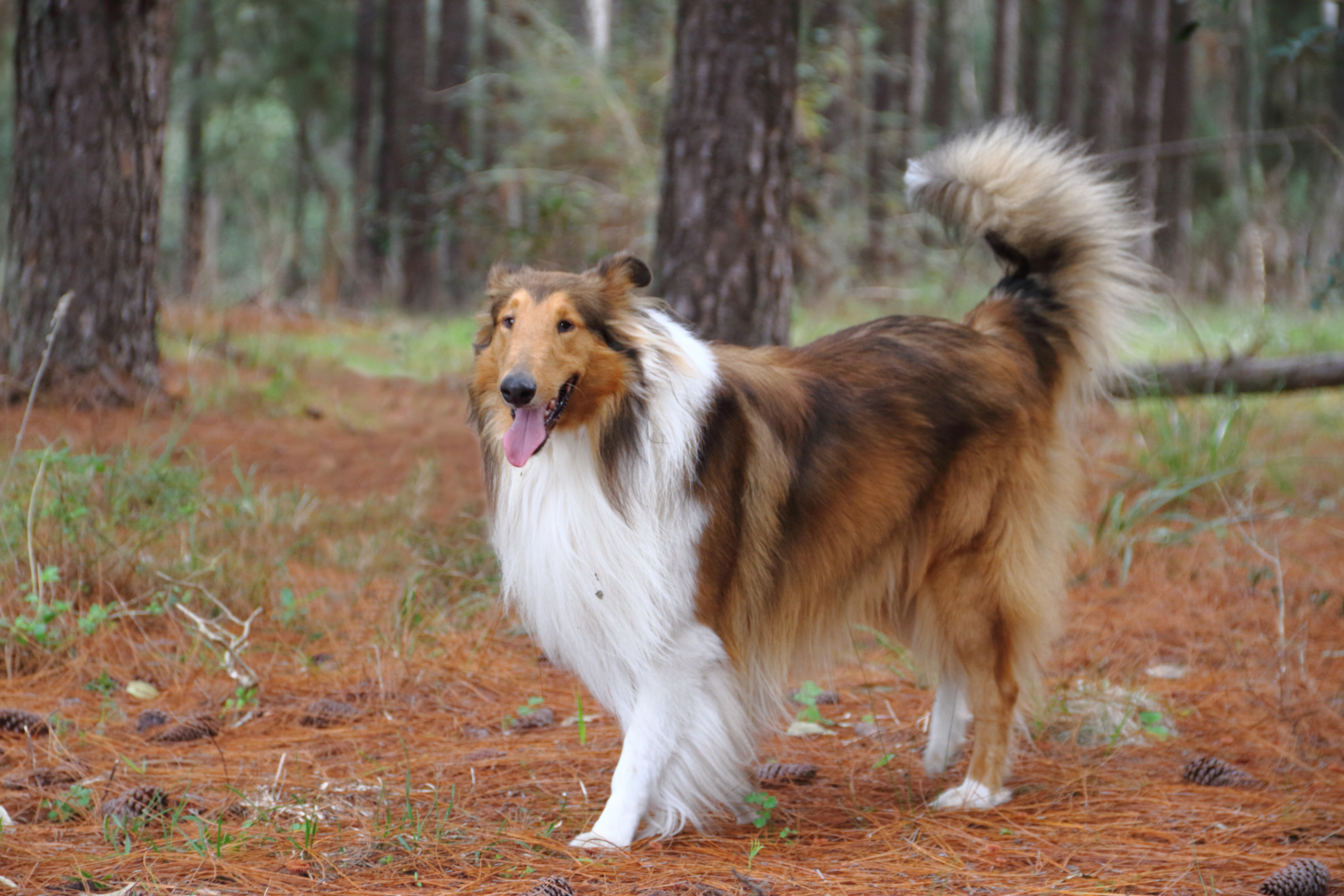 Collie net hot sale rough collies