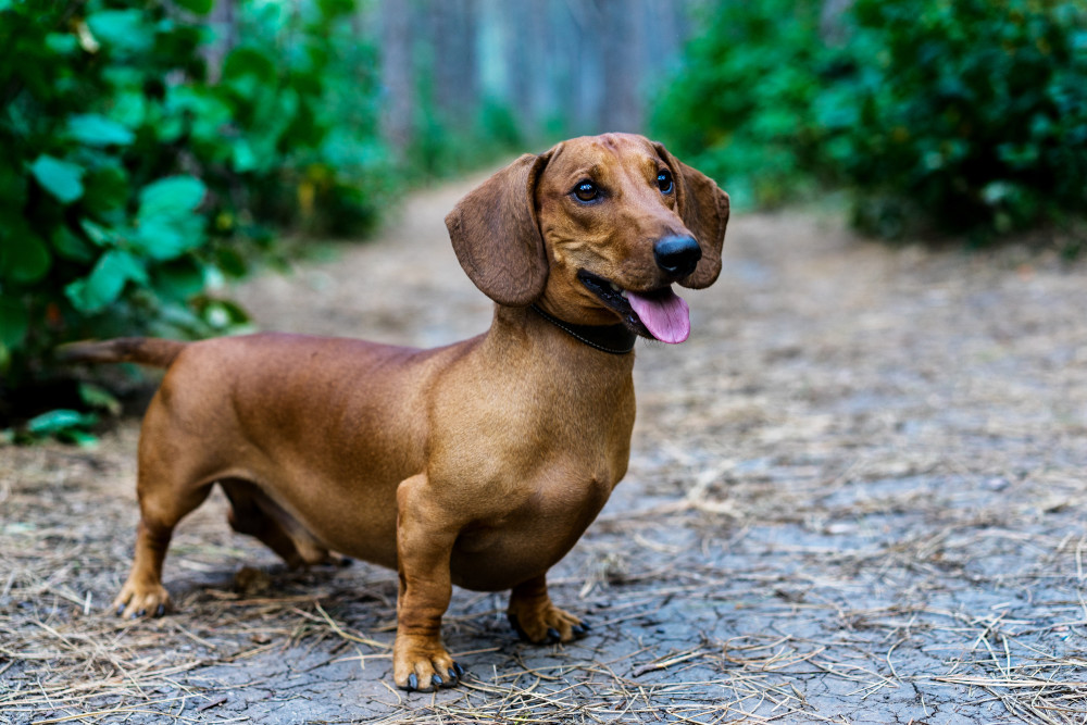 Popular small dog breeds - Top 10 list | Pawzy