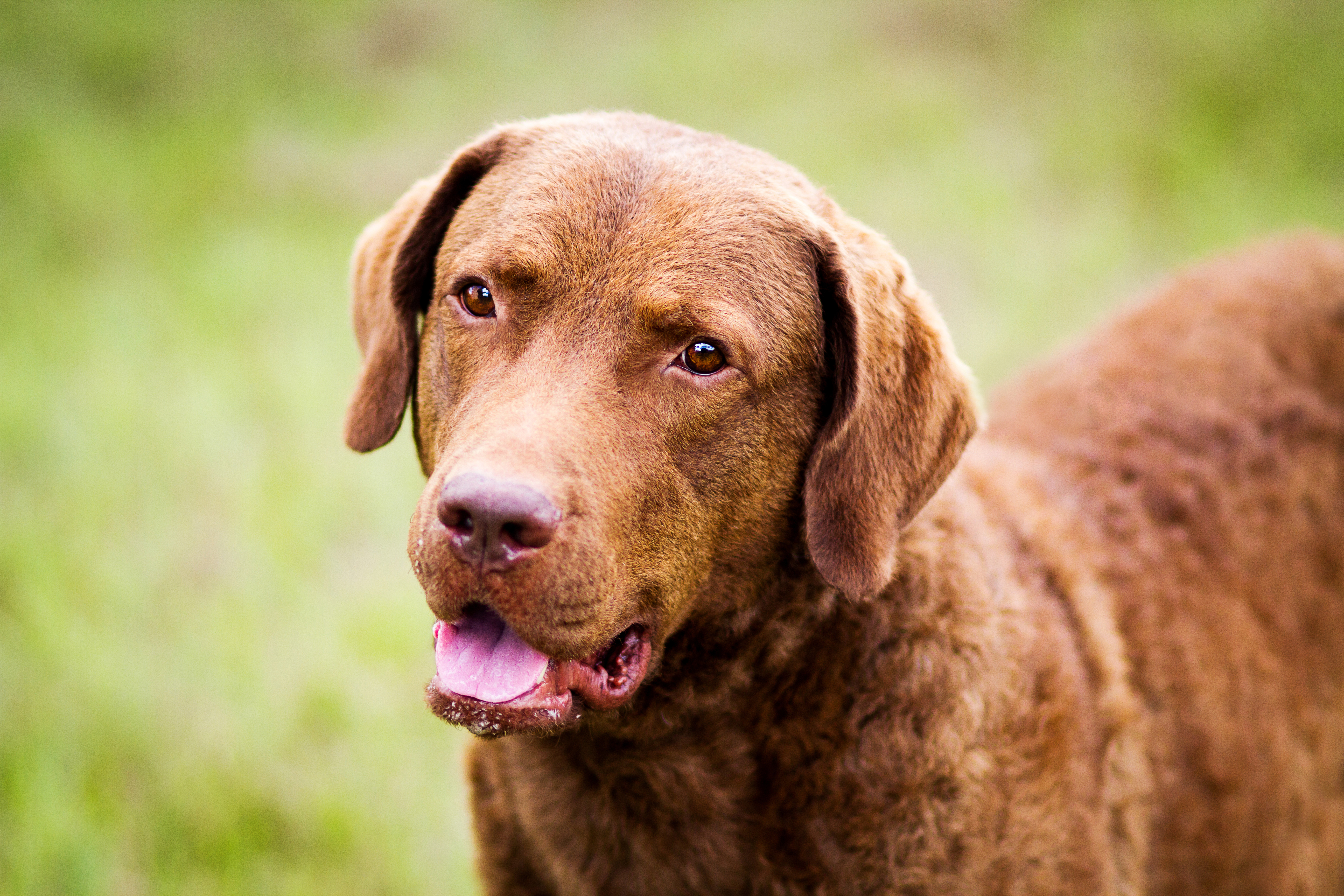 Long haired clearance chesapeake bay retriever