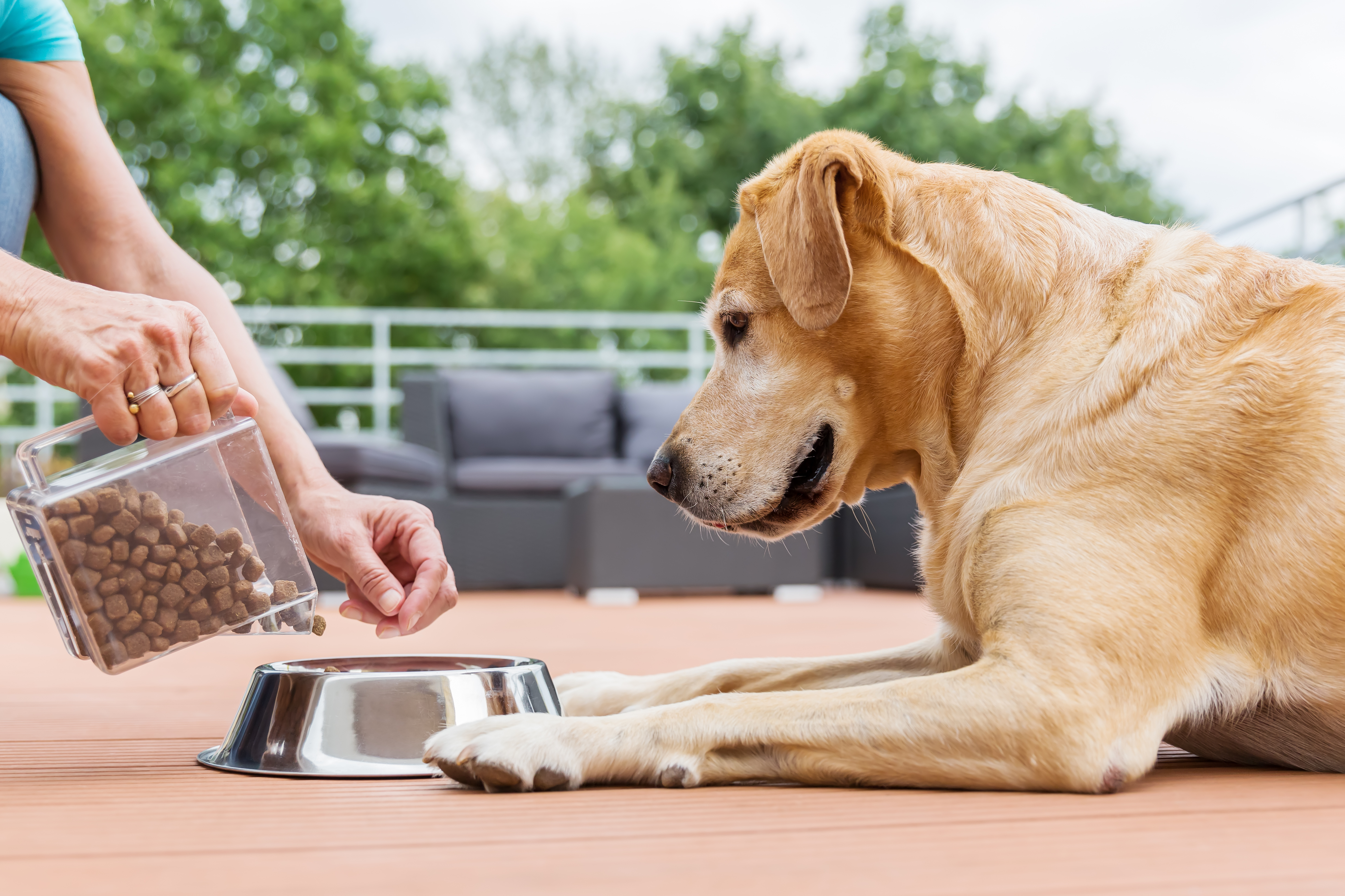 Can puppies eat grain free food sale