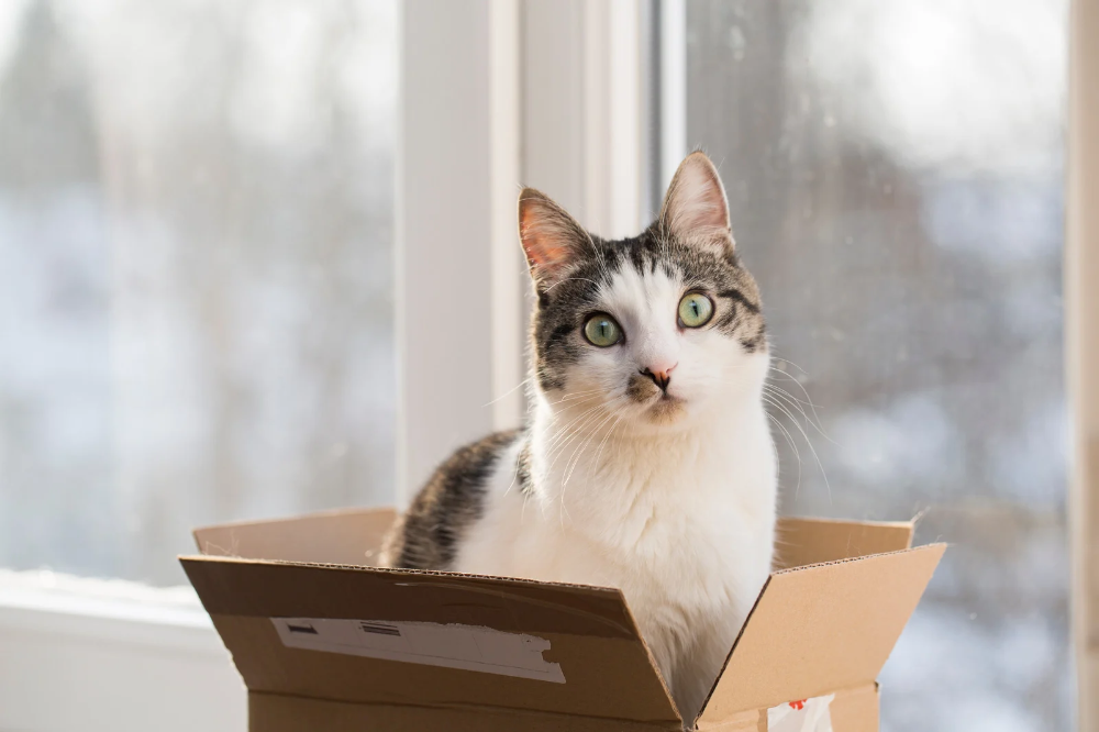 Cat subscription box Canada | Pawzy