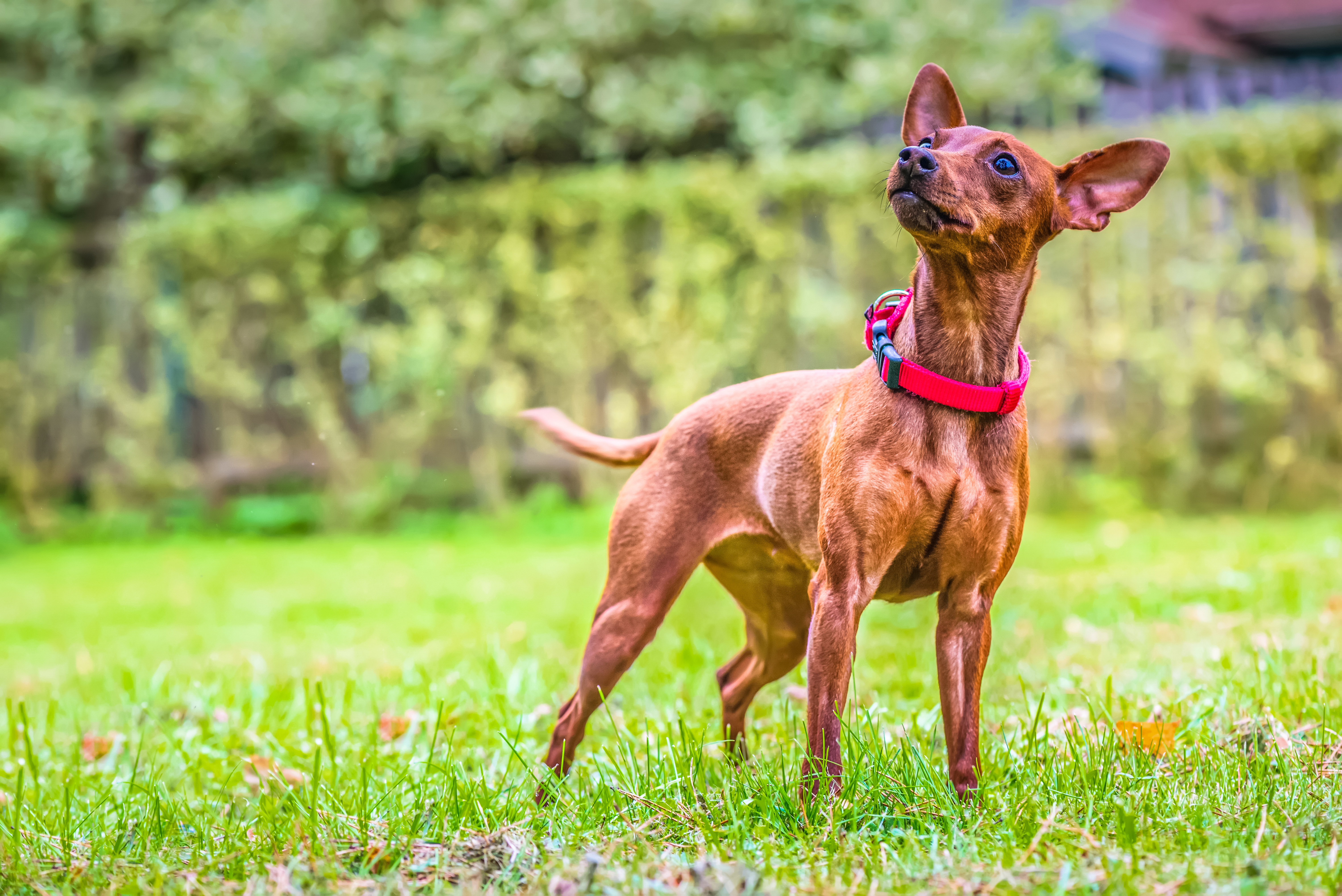 Miniature pinscher 2024 food allergies