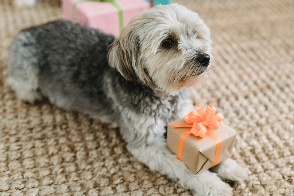 dog-subscription-box-toy
