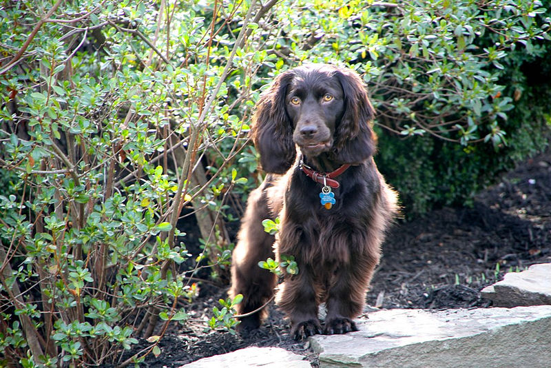 Petfinder spaniel hot sale