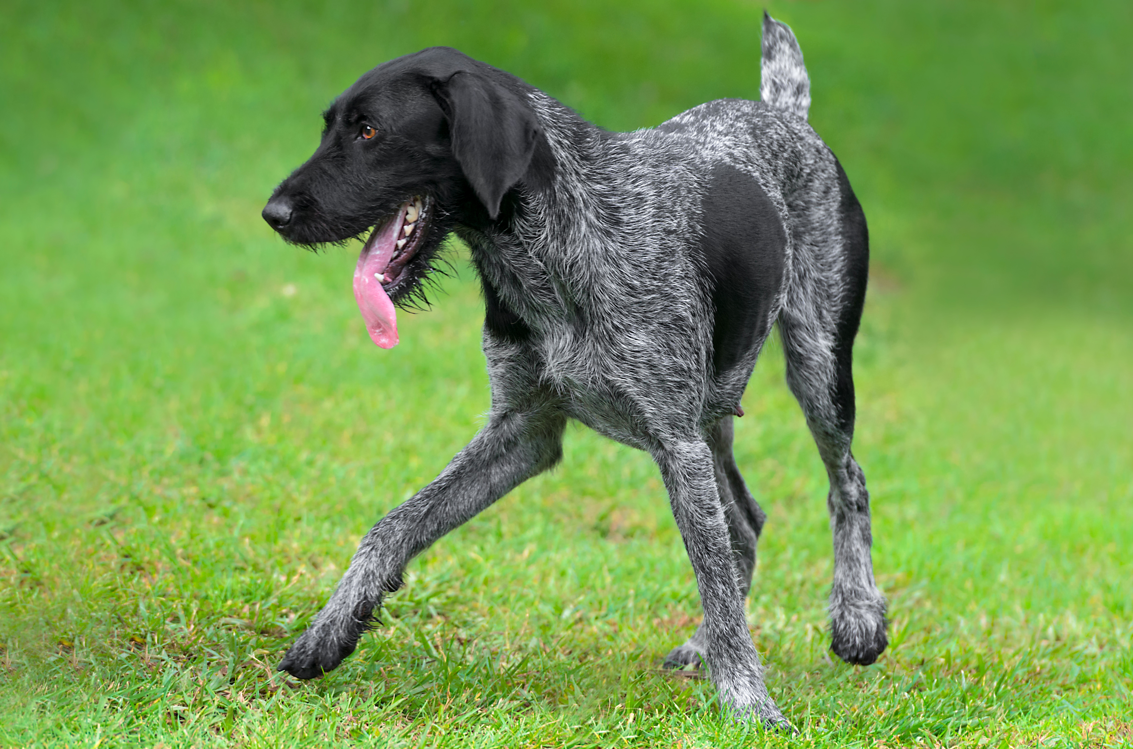 How fast is a german sales shorthaired pointer