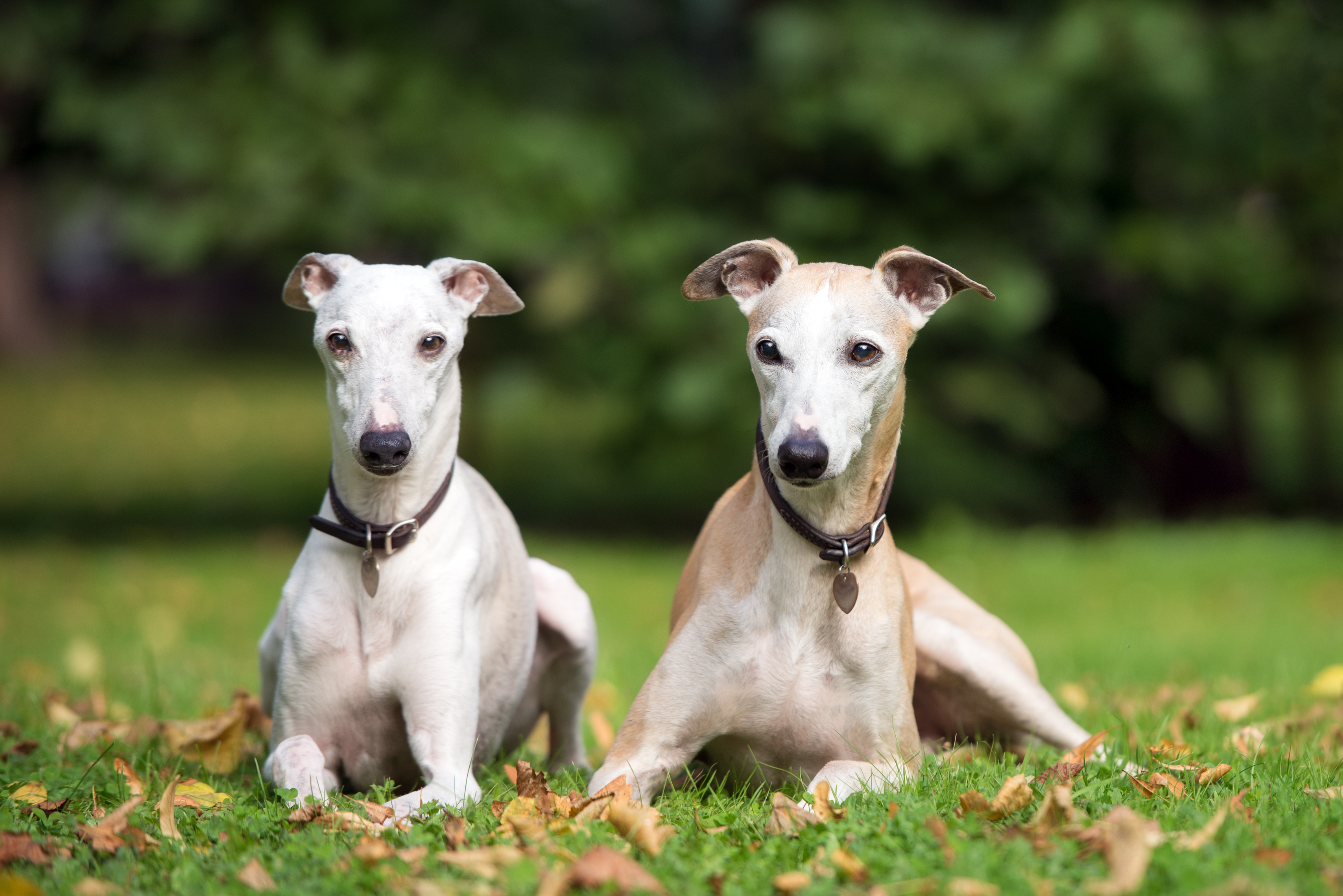 kennel club whippet