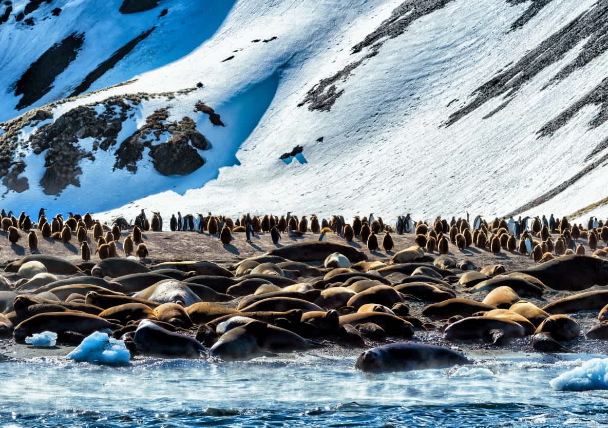 Seals lie on the beach in Antarctica