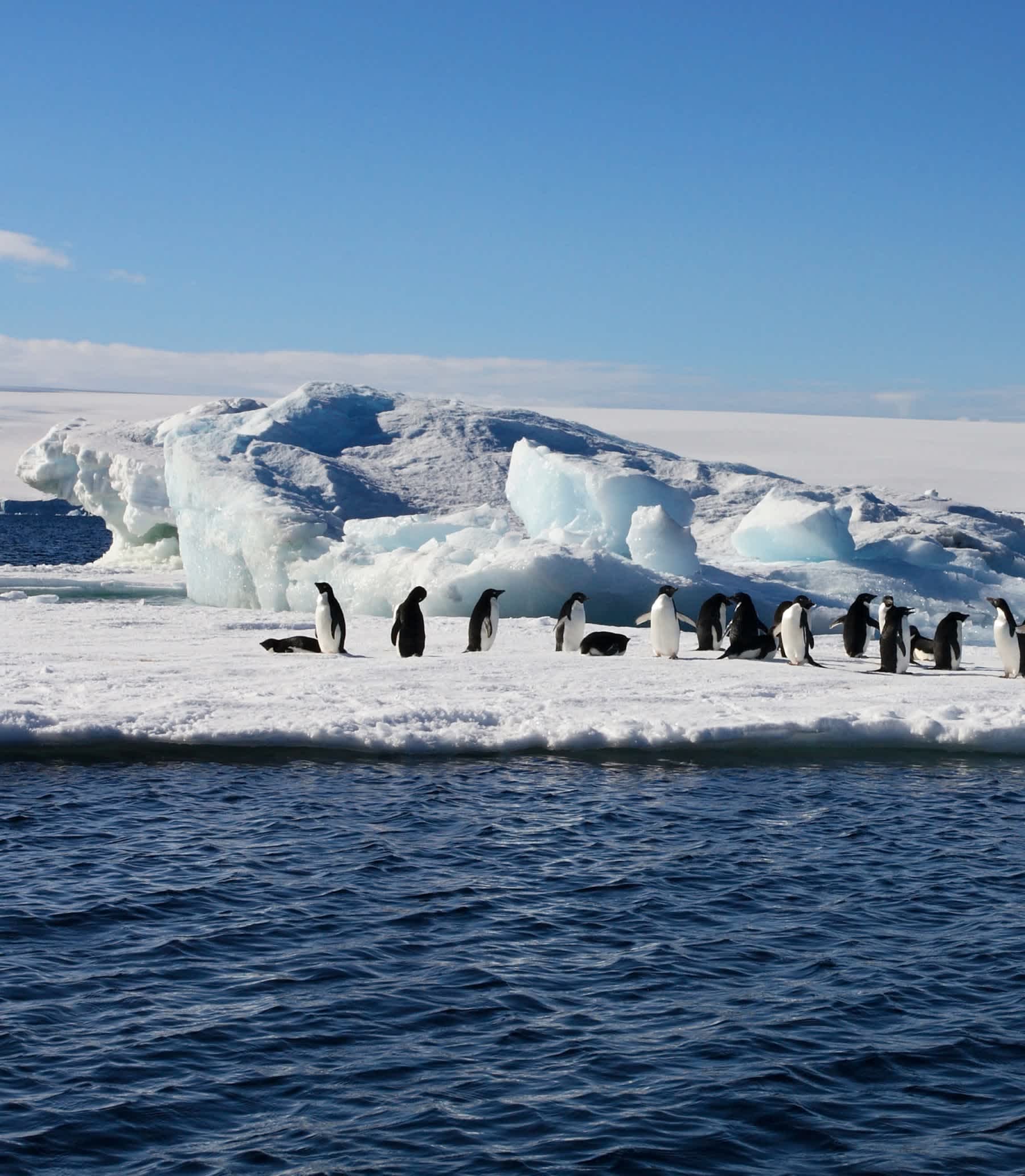 Penguins stand on ice floating in the sea