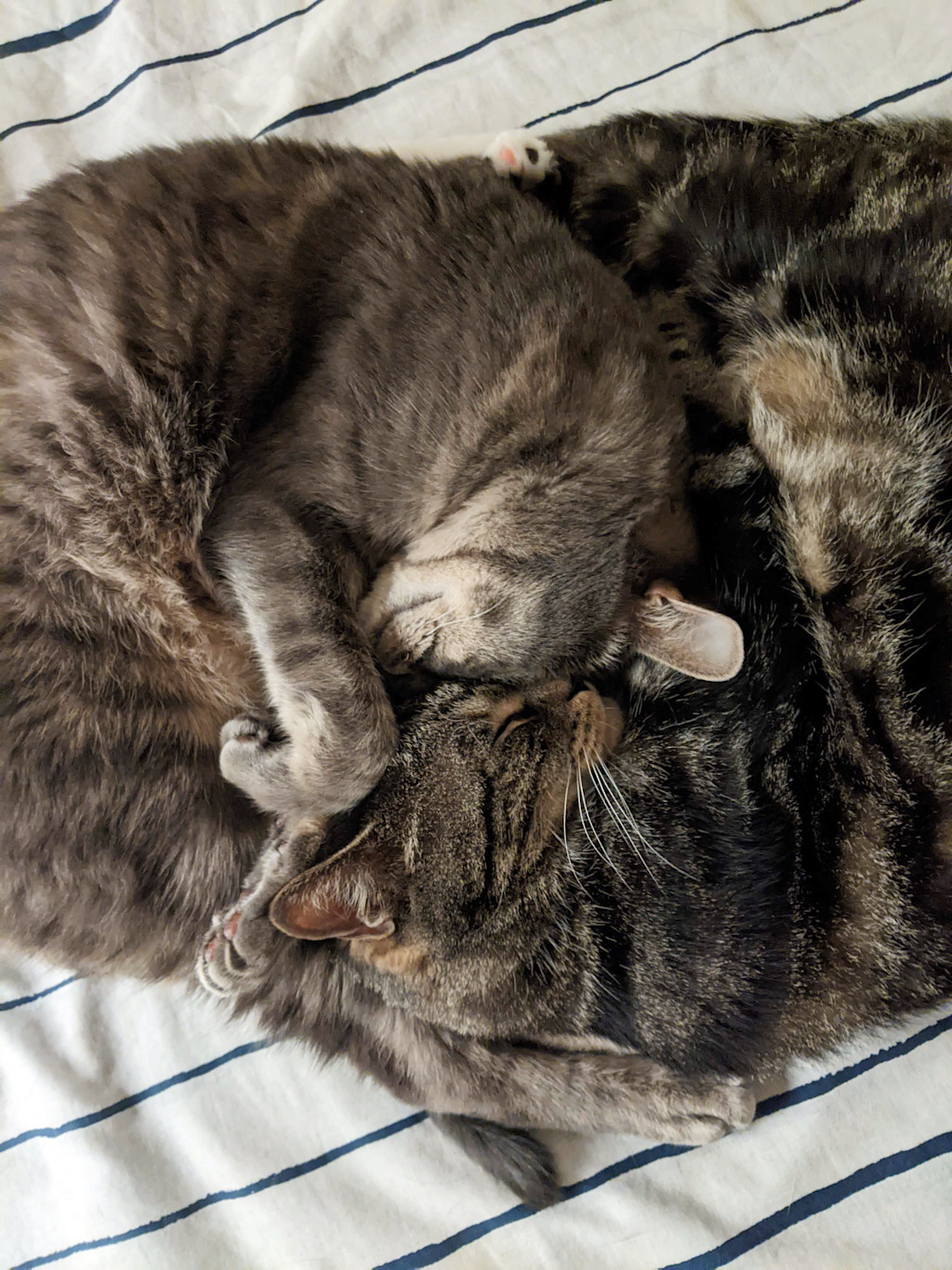 The image shows two cats cuddling together on a white bedspread with thin blue stripes. One cat is a solid gray color, while the other is a tabby with darker stripes. They are nestled close to each other, with their bodies intertwined. The gray cat has its paw draped over the tabby's face in an affectionate gesture. Both cats appear to be sleeping or resting peacefully. Their fur looks soft and fluffy, creating a cozy and intimate scene. The close-up perspective allows viewers to see the details of their fur and the gentle way they're embracing each other, conveying a sense of warmth and companionship between the two feline friends.