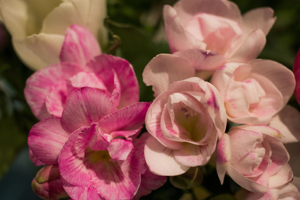 light and dark pink bloomed freesia flowers.