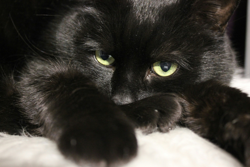 A black cat at a close-up view with its front paws extended in front.