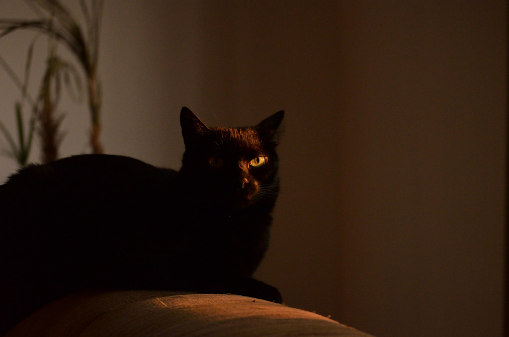 This image shows a black cat sitting on the back of a sofa, partially illuminated by warm, low lighting. The cat’s golden eyes shine brightly, contrasting against its dark fur and the shadowy background. The lighting highlights only part of the cat’s face and body, leaving the rest in shadow, creating a mysterious and calm atmosphere. There is a faint glimpse of plants in the background, but the overall focus remains on the cat's glowing eyes and its relaxed, yet watchful posture.