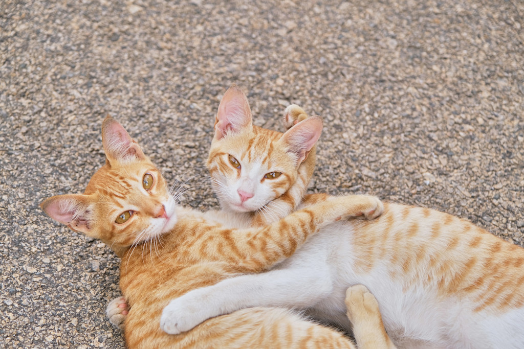 The image shows two orange tabby cats lying on their sides on a textured outdoor surface, likely pavement. Both cats have light orange fur with darker orange stripes and white underbellies. They are facing the camera, their bodies intertwined as if hugging. The cat on the left has its head tilted slightly, and both cats are gazing directly at the camera with calm, amber-colored eyes. The scene feels warm and playful, with the cats appearing relaxed and affectionate toward one another. Their paws rest gently on each other, enhancing the sense of closeness.