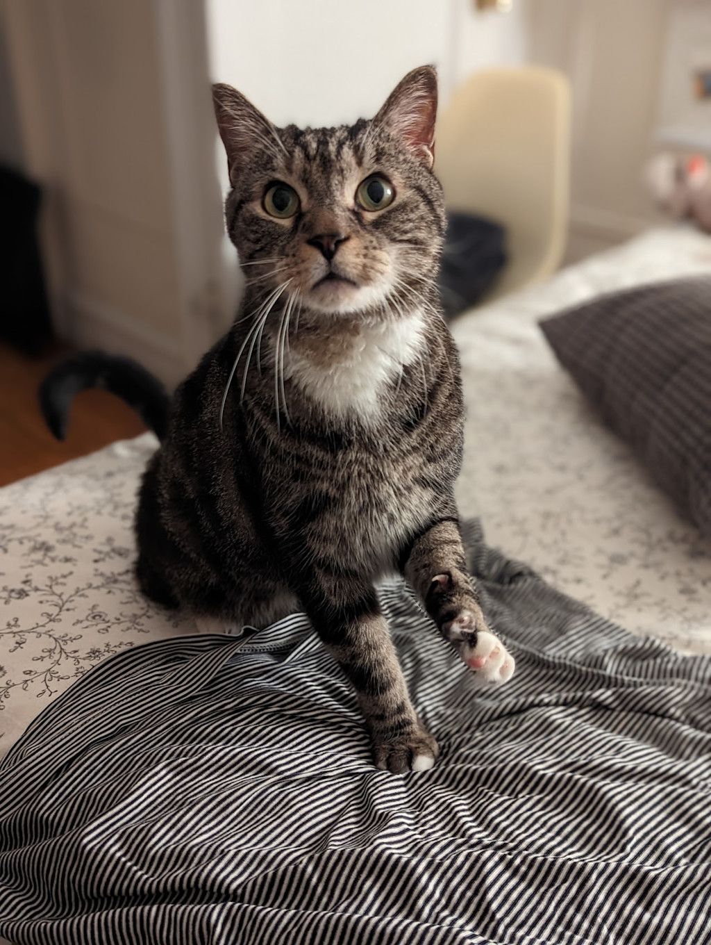 This image shows a close-up view of a gray tabby cat sitting on a striped bedspread. The cat has a distinct pattern of gray and black stripes on its fur, which appears soft and fluffy. The cat's eyes are wide open, with a focused and alert expression, suggesting it is intently observing its surroundings.
The bedspread the cat is sitting on has a black and white striped pattern, creating a visually interesting and contrasting background for the cat. The image is well-lit, highlighting the details of the cat's face and fur.
The overall scene conveys a sense of the cat's comfort and presence in its domestic setting, with the striped bedspread providing a cozy and textured surface for the cat to rest upon.