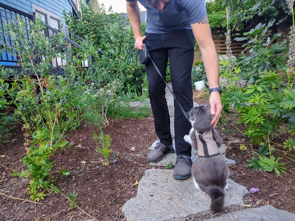 Janelle's husband takes out a kitty on her harness in their backyard.