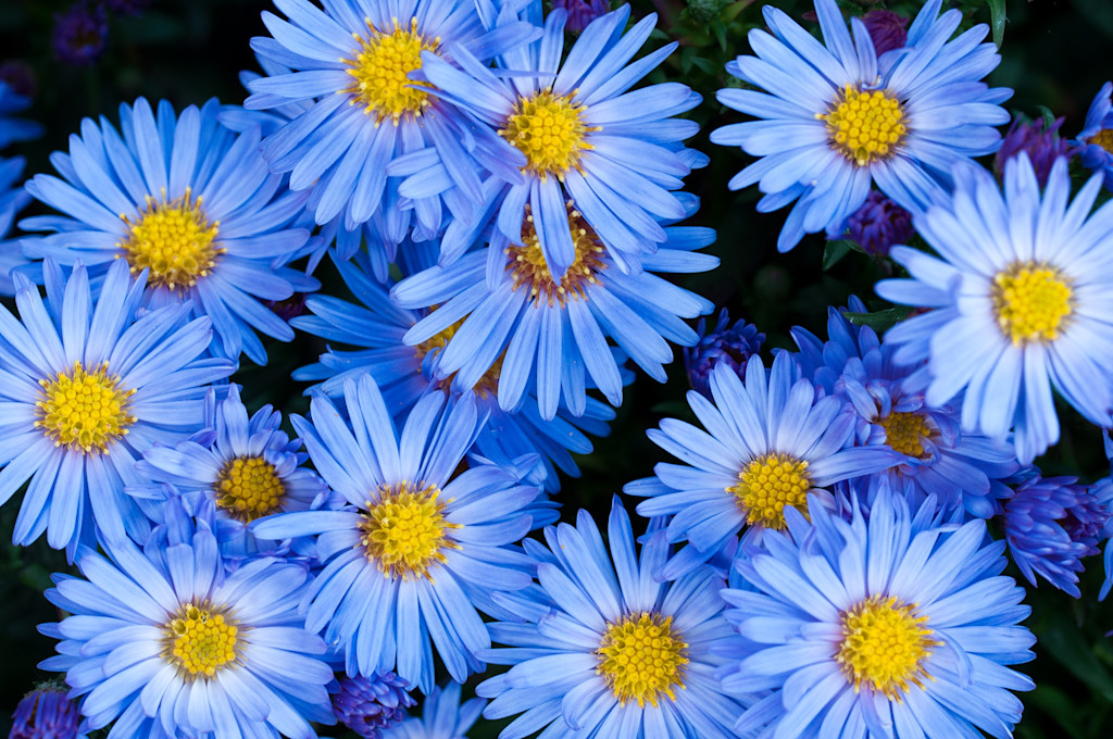 beautiful light blue flowers with a round, fuzzy yellow center.