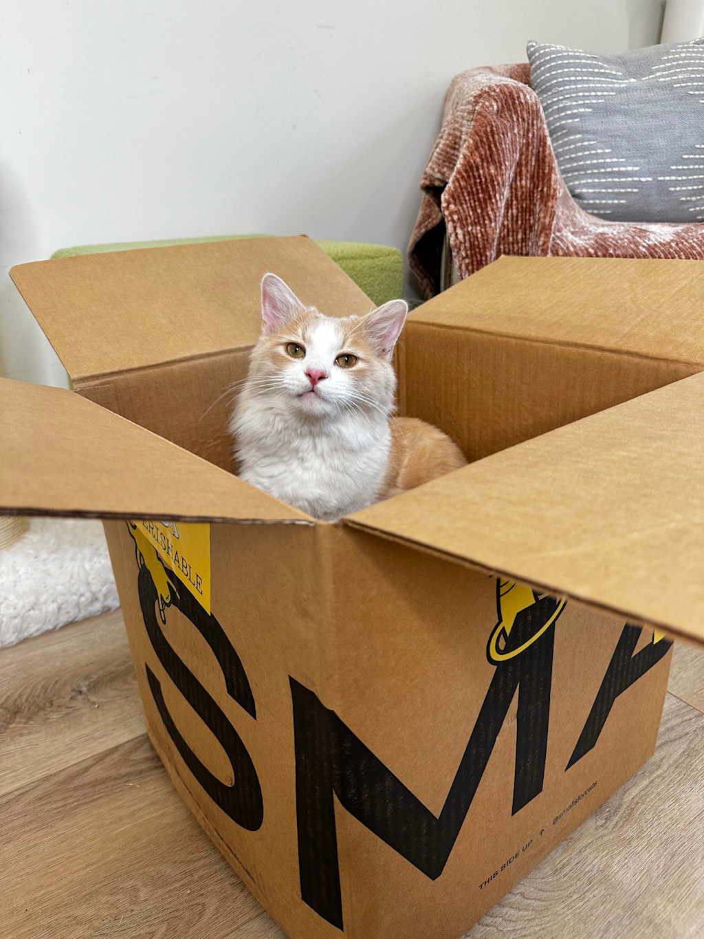 This image shows a light orange and white long-haired cat sitting comfortably inside a large cardboard Smalls box. The cat's fur is fluffy, with a creamy white chest and face, and light orange patches on its head and body. The cat is looking directly at the camera with a calm and curious expression, its pink nose and slightly parted mouth adding to its gentle demeanor. The box is placed on a light wooden floor, and in the background, there is a soft, brown, and white patterned blanket draped over a chair, along with a green cushion and a gray pillow with a simple white design. The overall scene is cozy and homely, with the cat appearing content in its box.
