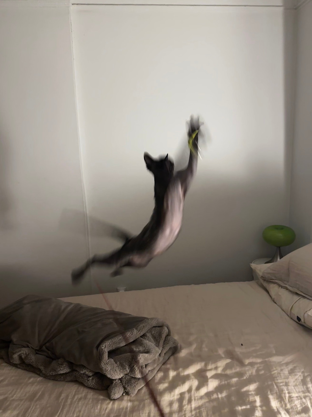 Norman jumping mid-air to catch a toy with his paw, blurry as he's in action.