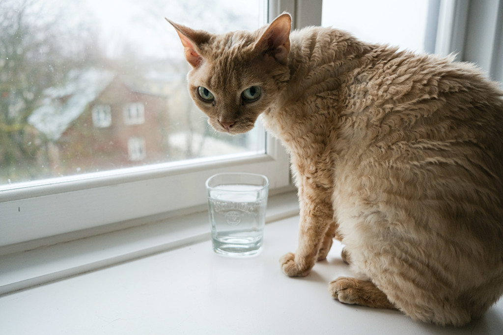 Orange cat sits by a closed window next to a glass of water