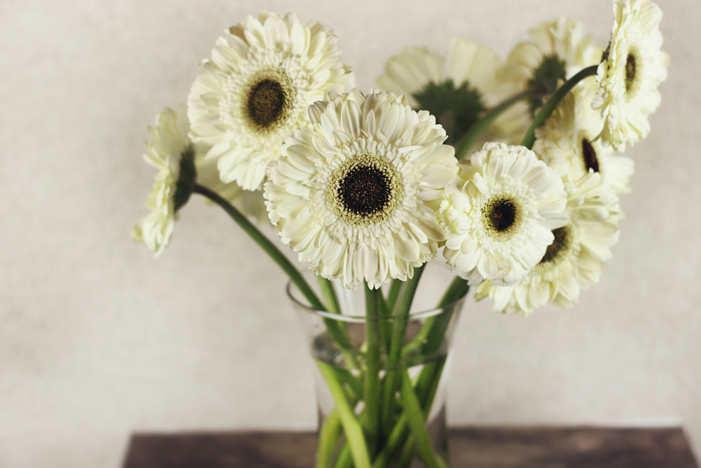 Close-up photo of Gerbera daisies. The colors of the daisies are white-yellow with a black center and sit in a clear glass vase against a wall.