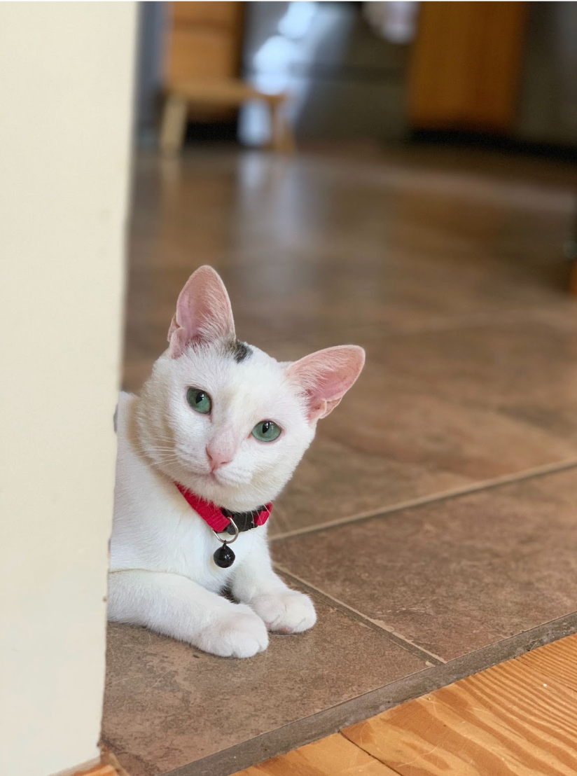 Luna's head and two front paws are visible as she lays down peering around the corner of a wall. Her red collar has a single black bell dangling from it, as her aqua eyes gleam at the camera.