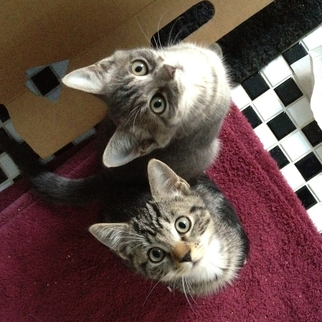The image shows two cats looking directly at the camera from a low angle. They are sitting on a burgundy carpet or rug. The cat in the foreground is a tabby with distinct stripes and a white chest. The cat behind it is lighter in color, possibly gray and white. Both cats have wide, alert eyes and perked-up ears, giving them an attentive and curious expression. In the background, a black and white checkered pattern is visible, likely a tiled floor or wall. The close-up perspective and the cats' engaged expressions create a sense of intimacy, as if the cats are intently focused on the viewer.