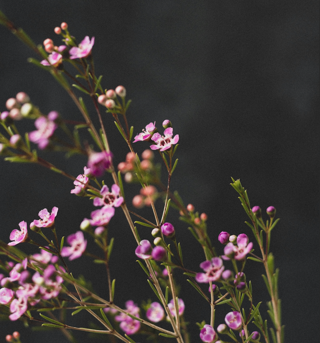 Close up of tiny purple wax flowers on their stems.